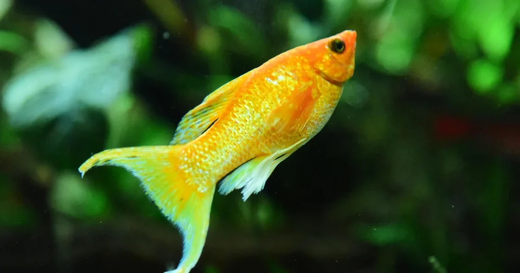 Poisson Porte-epee, le meme type de poisson retrouve vivant dans l appartement de Loana a Nice