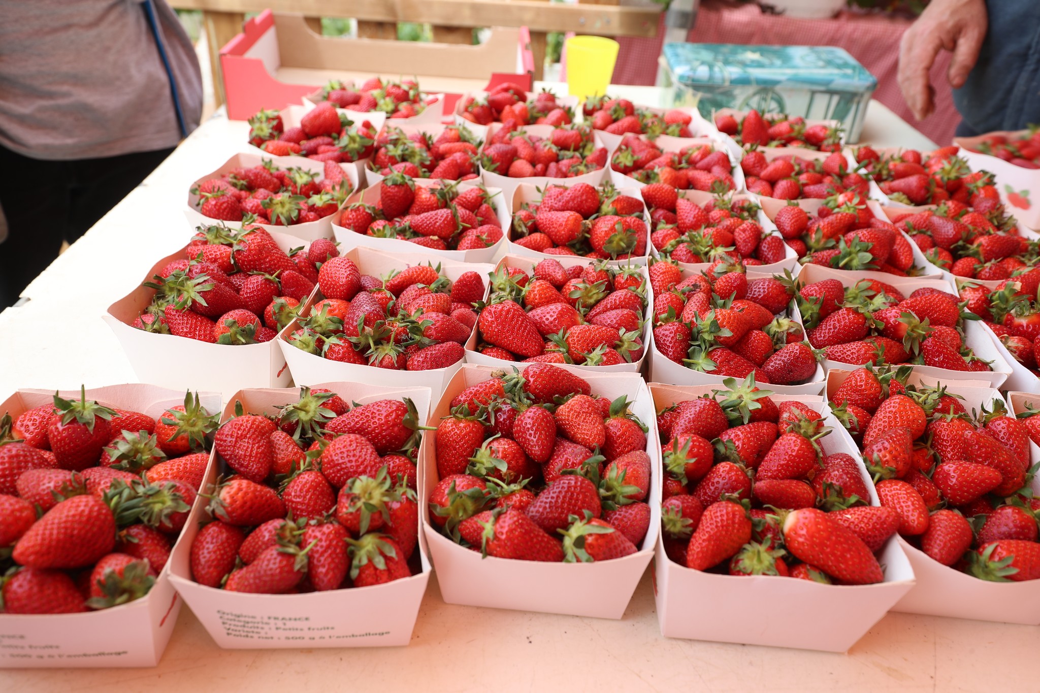 Barquettes de fraises de Carros variété Pajero alignées au marché de producteurs