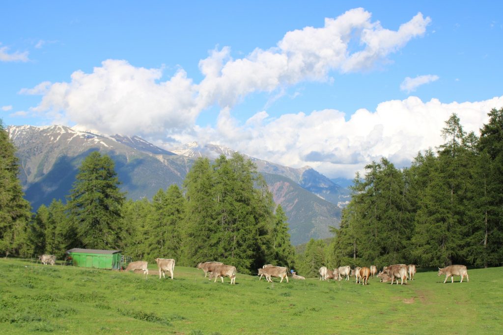 Troupeau de Nicolas Rondi à l'alpage de Tournerie au-dessus de Roubion, Mercantour