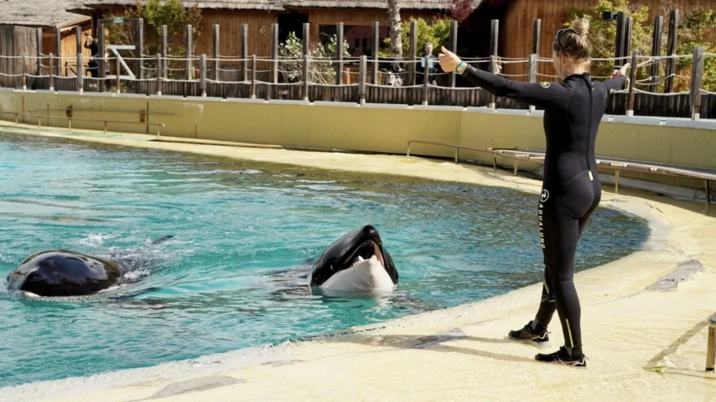 Marineland Antibes : où vont partir les animaux du parc ?