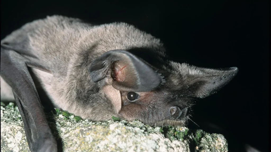Pourquoi la chauve-souris est si niçoise