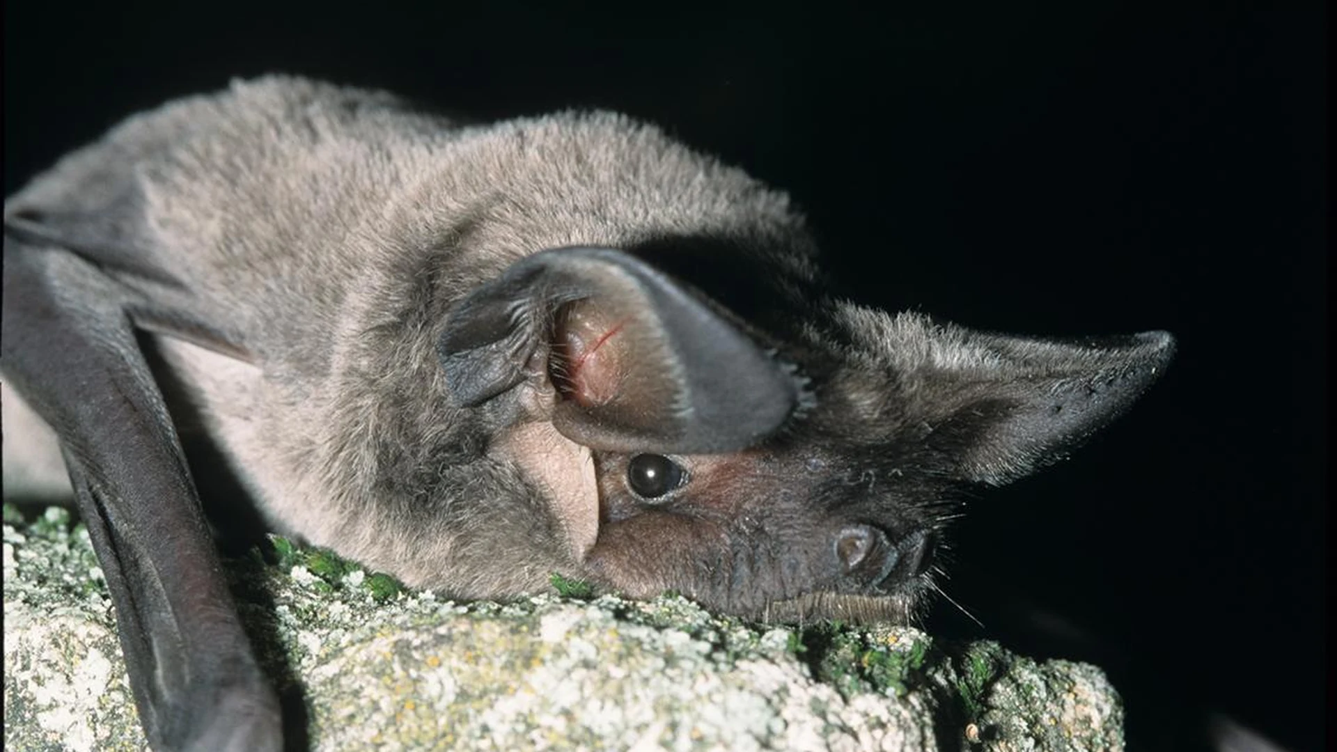 Empoisonnées : à Nice, le plomb du Vieux-Nice tue les chauves-souris symboles de la ville