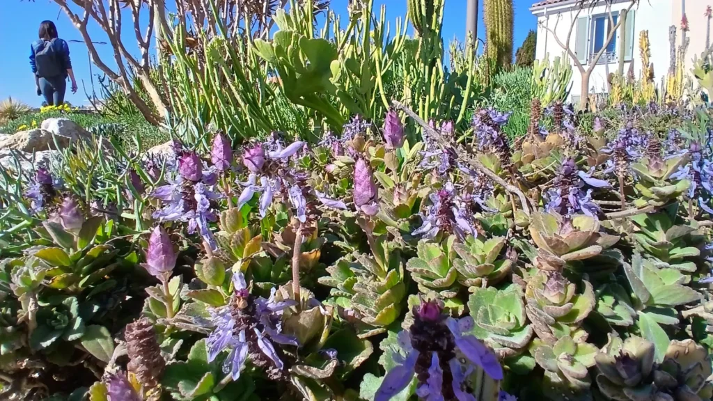 Antibes : cette plante sur les remparts sent vraiment… la pissaladière