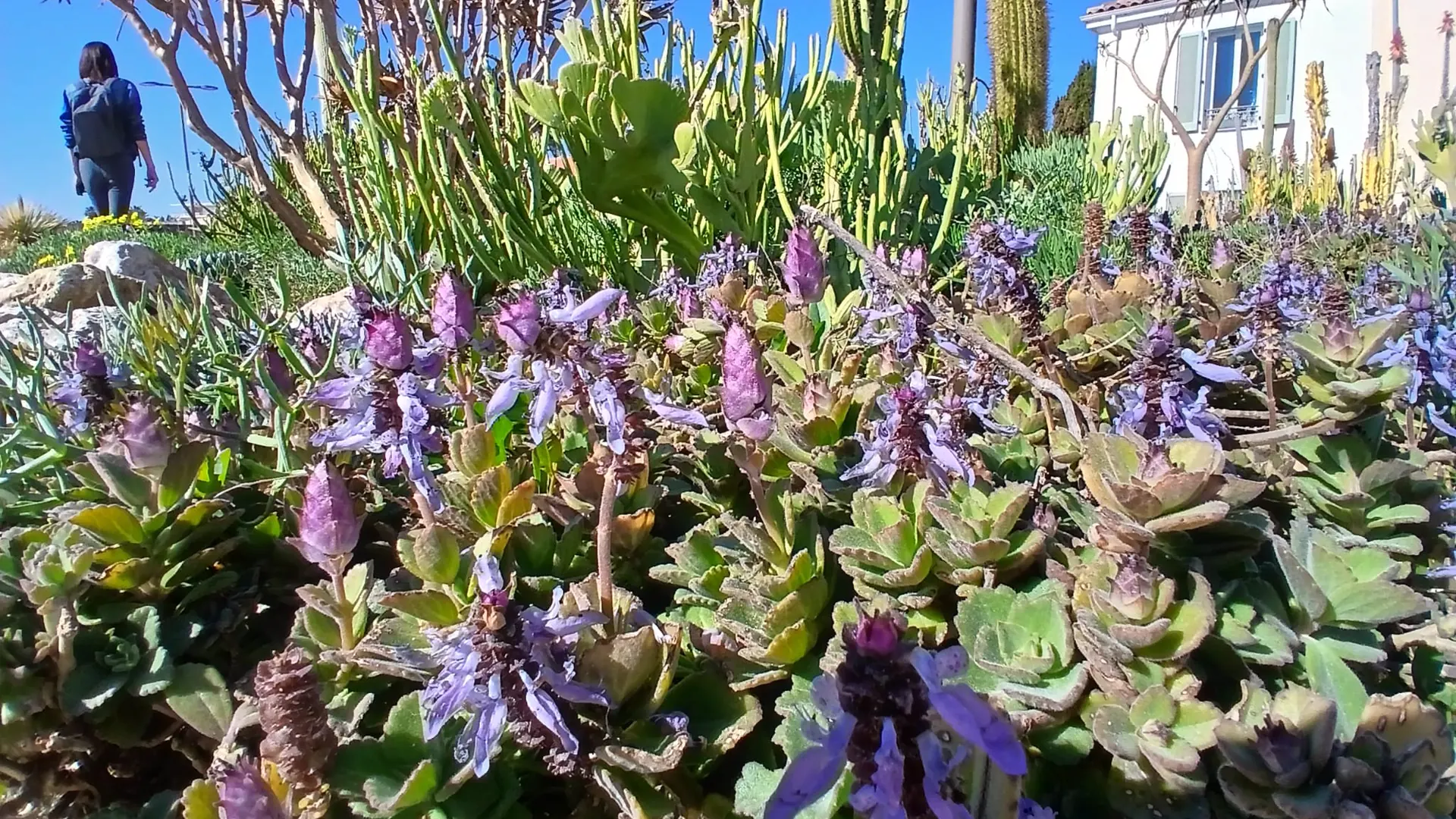 Fleurs violettes de Plectranthus sur les remparts d'Antibes