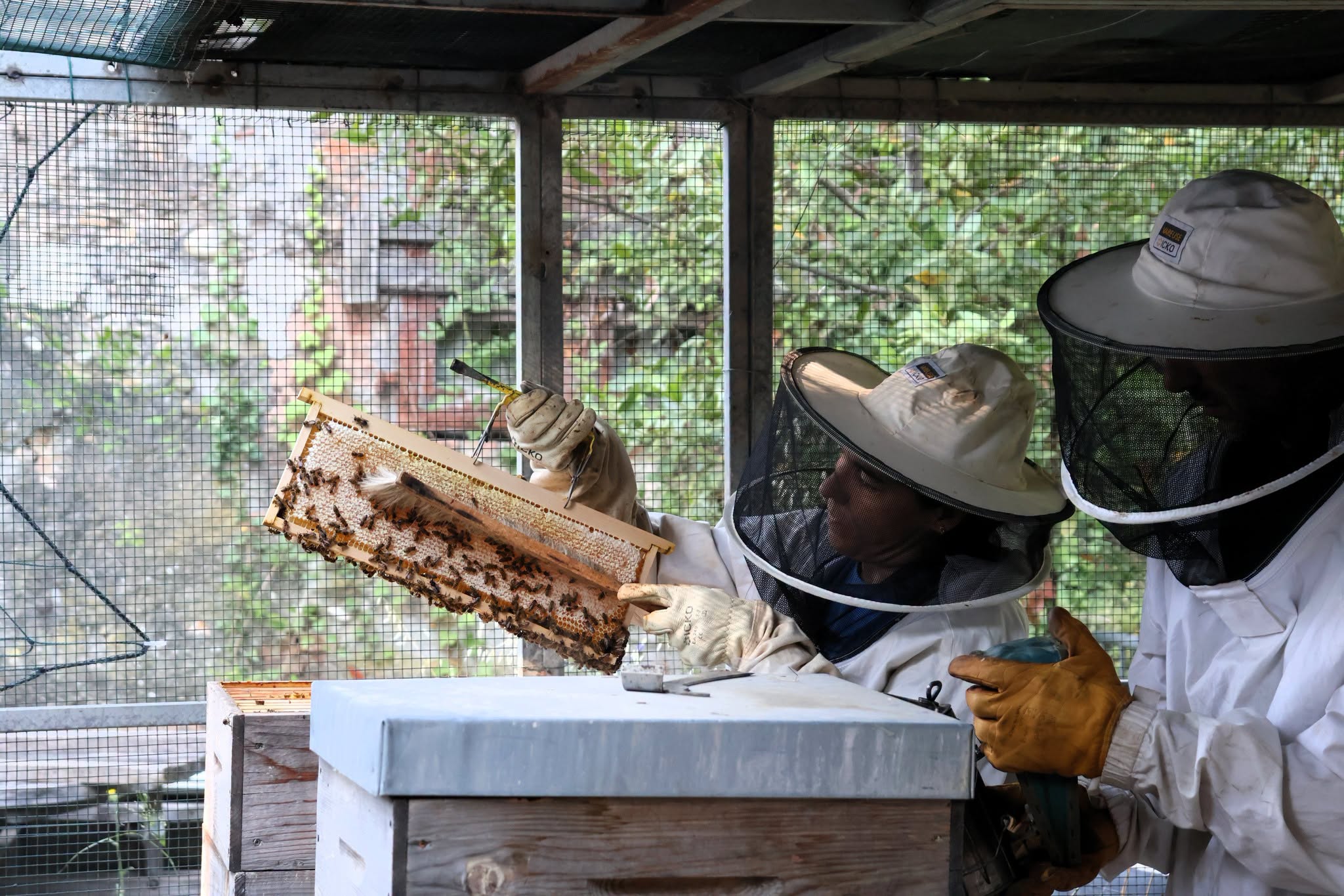 Deux apiculteurs en tenue récoltent un cadre couvert d’abeilles au rucher municipal