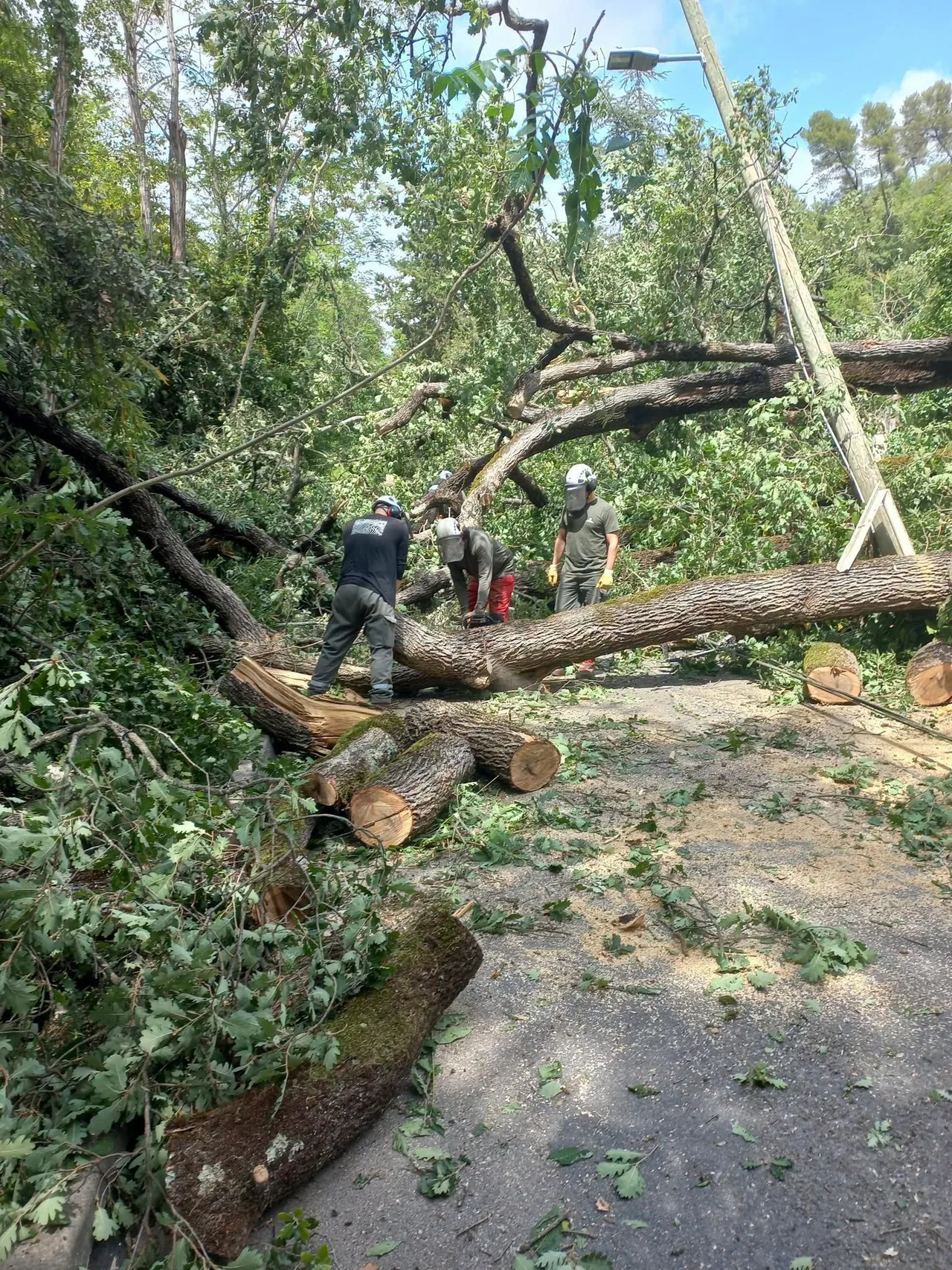 Forestiers-sapeurs et pompiers decoupant un arbre tombe en travers d’une route dans le 06