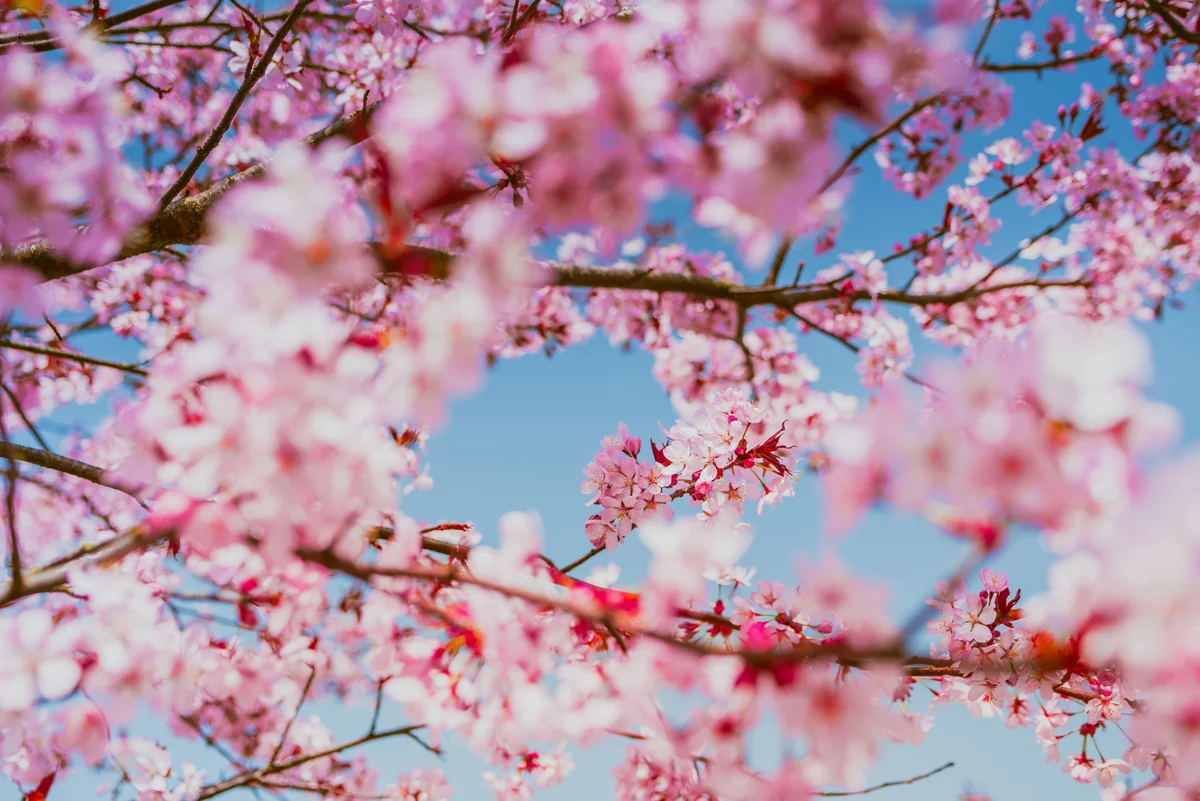 Cerisiers du Japon en fleurs roses sur fond de ciel bleu