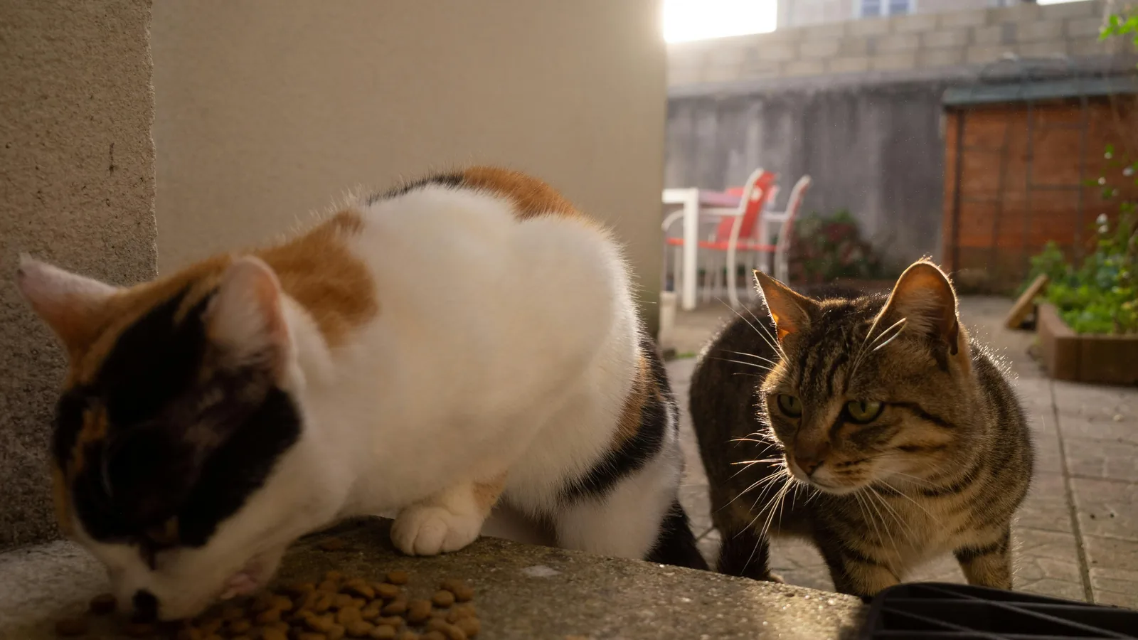 Deux chats mangeant des croquettes dehors, photo d'illustration