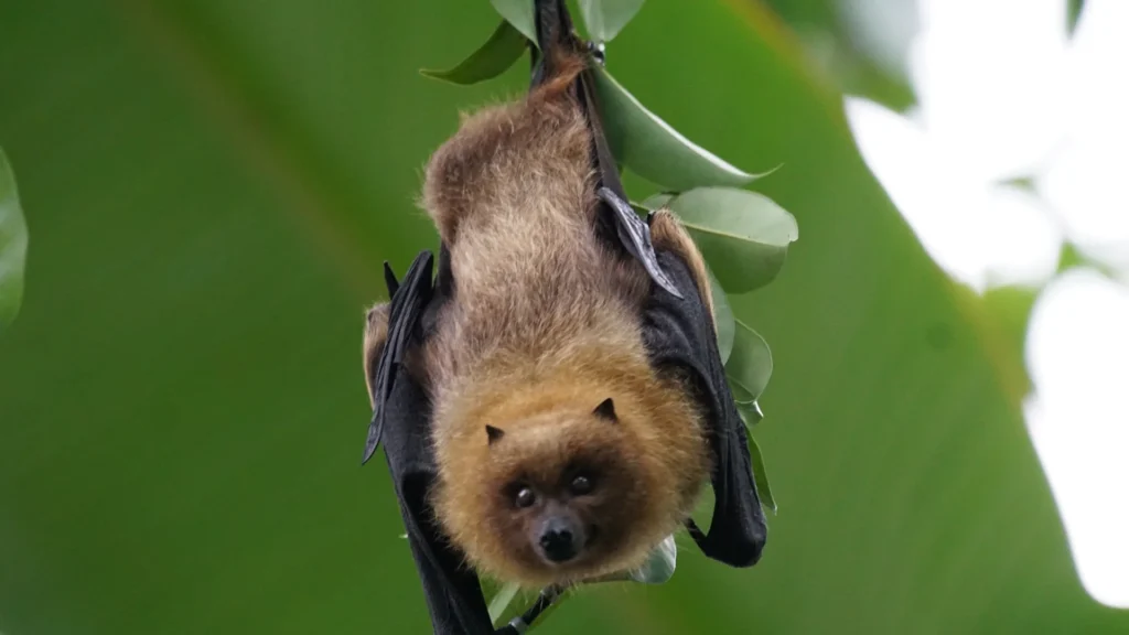 9 communes autour de Nice ont testé un truc qui ramène les chauves-souris (et baisse la facture)