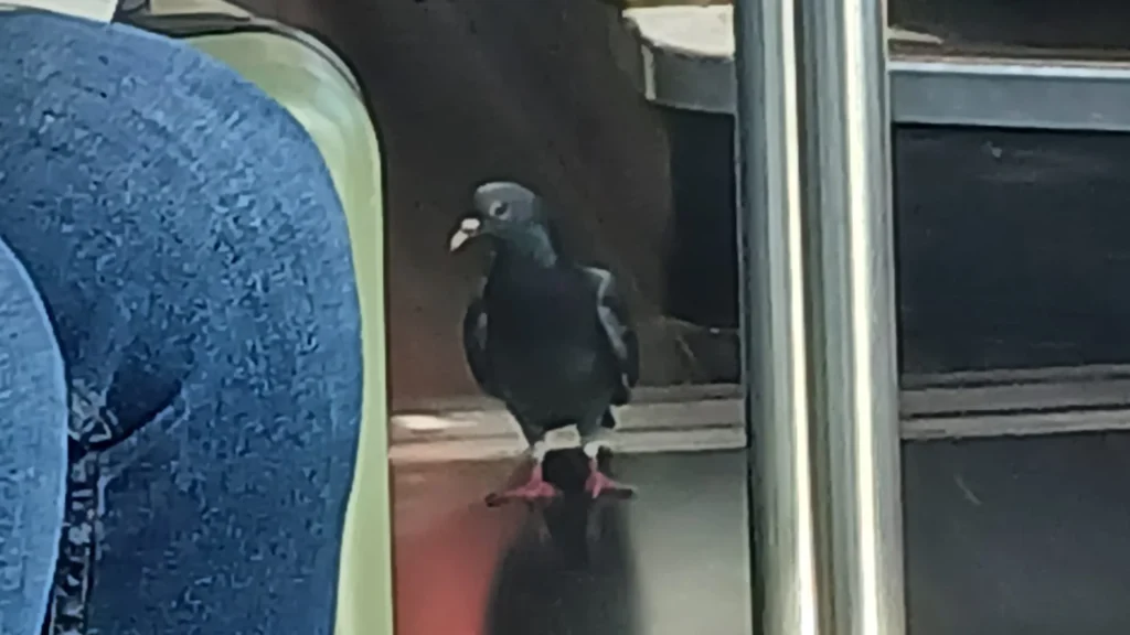 Même ce pigeon a compris le bon plan de l’aéroport de Nice