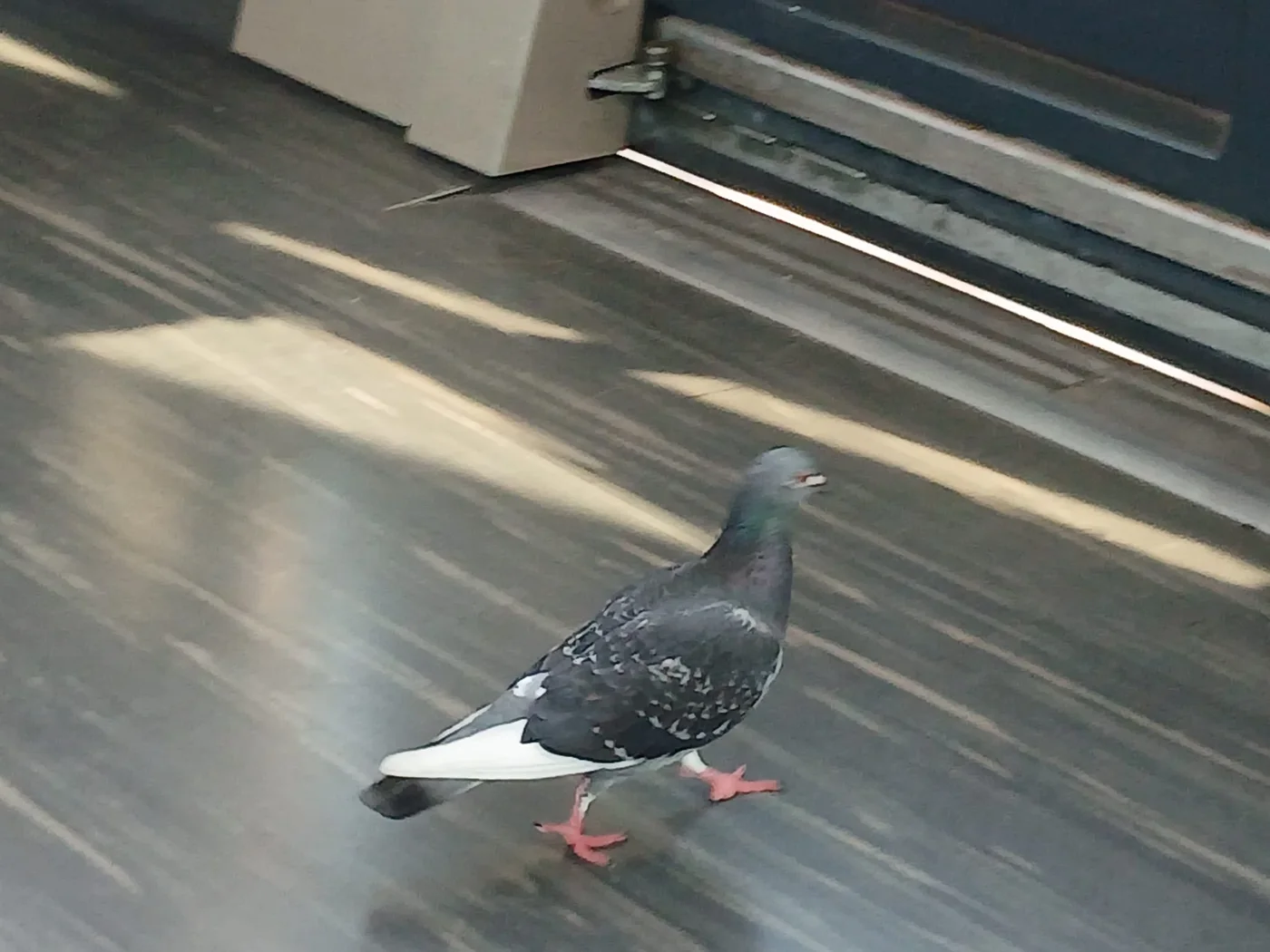 Un pigeon marche d’un pas assuré dans une rame du tram à Nice