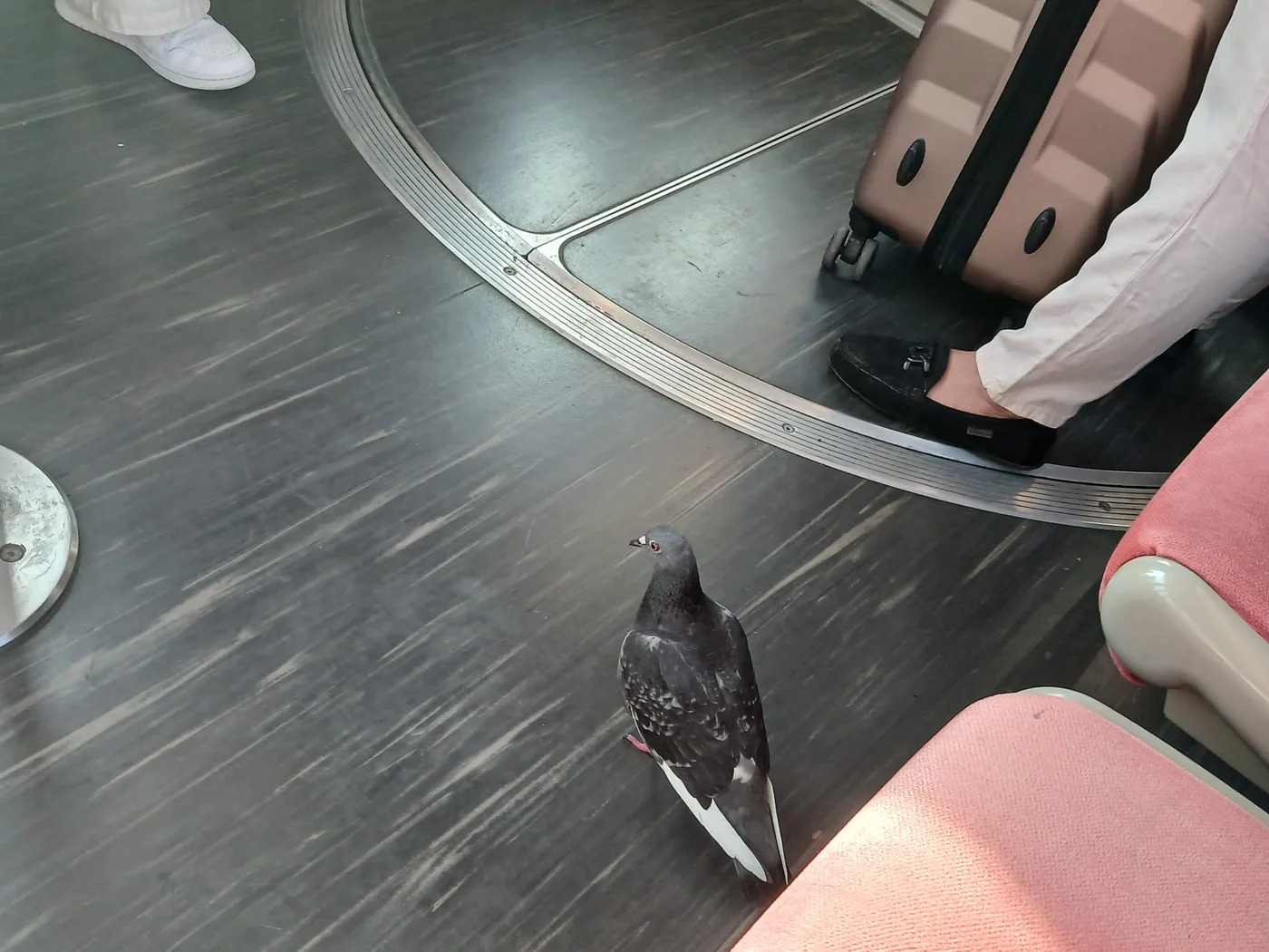 Un pigeon à côté d’une valise à roulettes dans le tram de Nice
