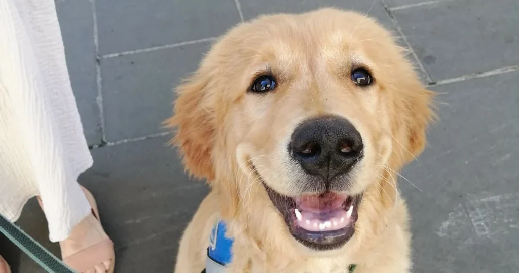 Vous pouvez accueillir le prochain chien guide de la Côte d’Azur
