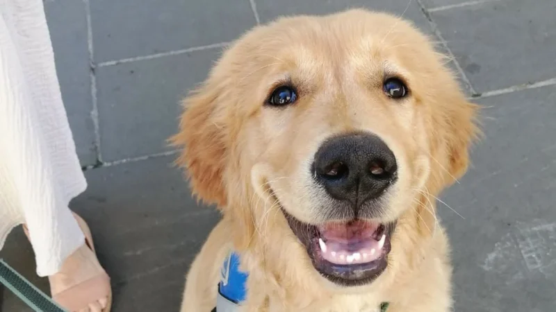 Vous pouvez accueillir le prochain chien guide de la Côte d’Azur