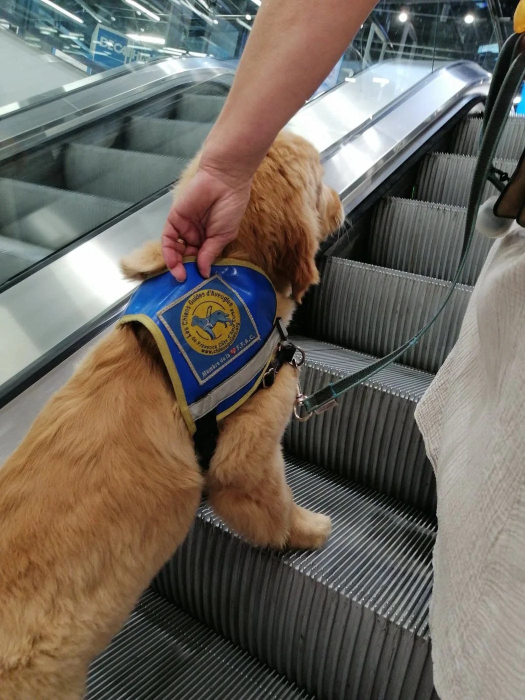 Un chiot guide apprend à monter sur un escalator en gare