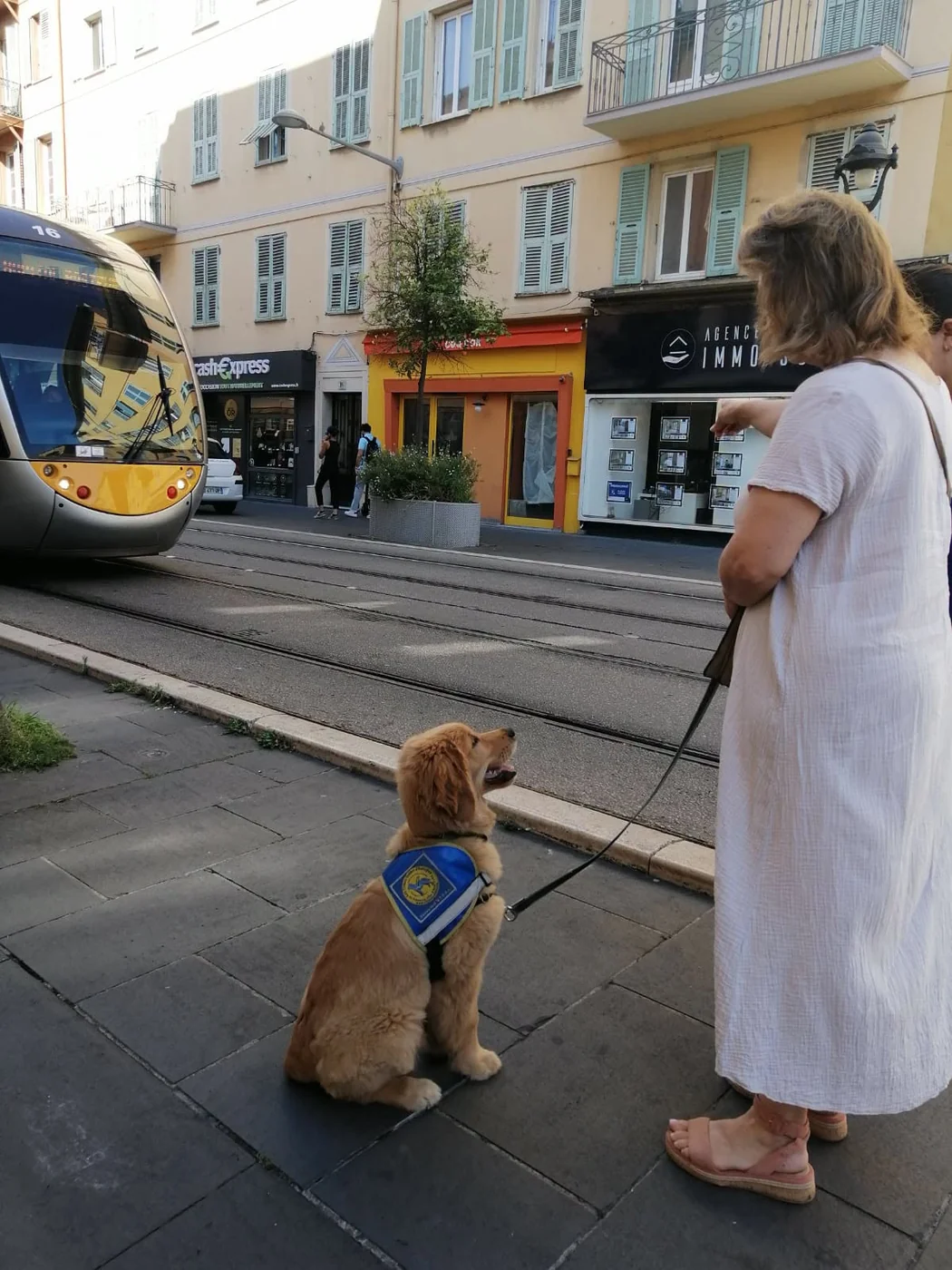 Un chiot guide en formation observe le tramway à Nice