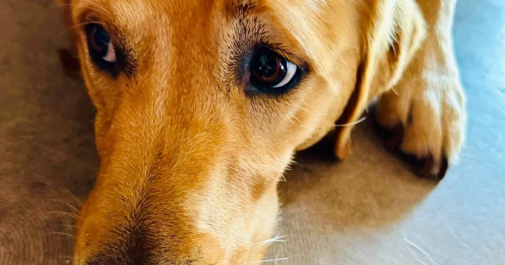 Roquefort-les-Pins : deux ans de lotos pour offrir un chien guide à Gérard