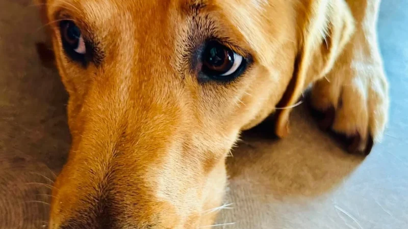Roquefort-les-Pins : deux ans de lotos pour offrir un chien guide à Gérard