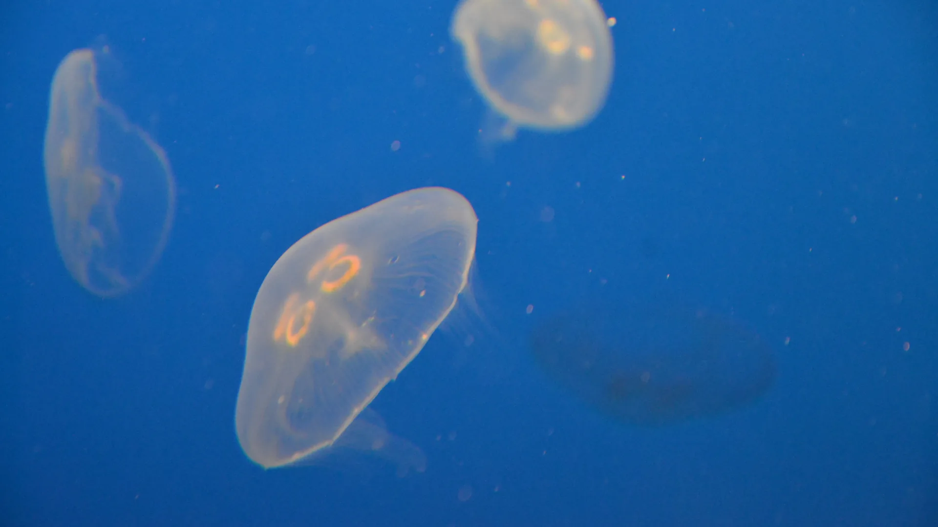 Banc de méduses translucides en pleine eau en Méditerranée