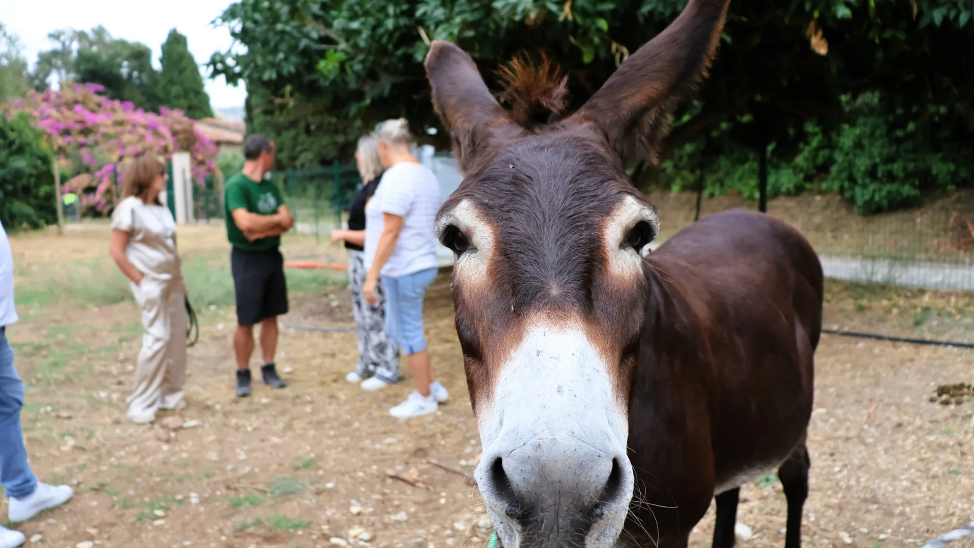L'âne Fernando dans son enclos du moulin des Pugets à Saint-Laurent-du-Var