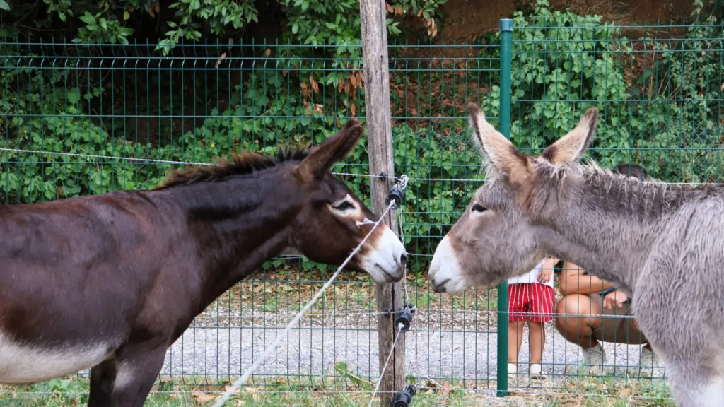 À Saint-Laurent-du-Var, l’âne Fernando a un nouveau colocataire : Diego Oreo