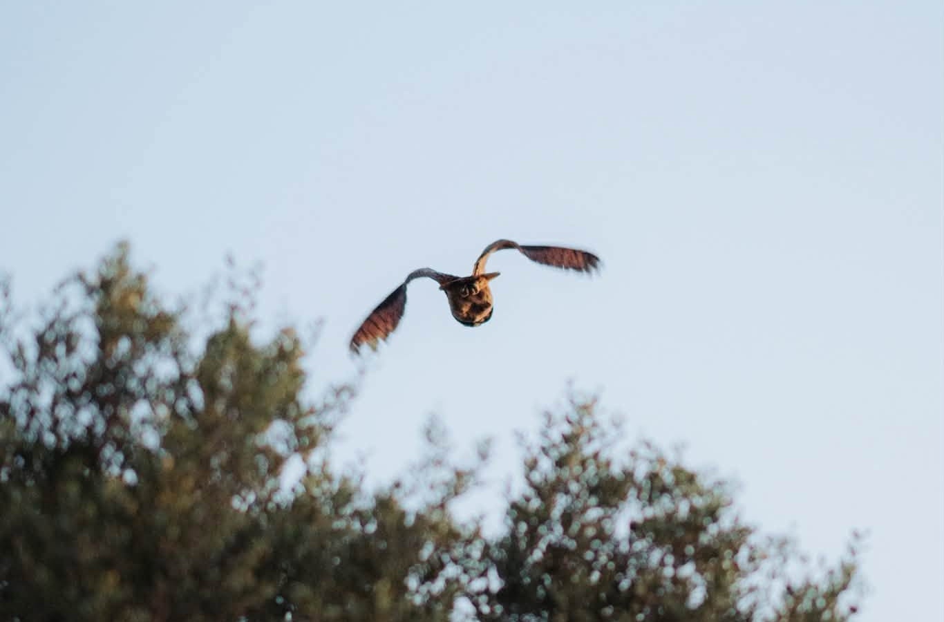 Le hibou grand-duc en vol au-dessus des pins, apres son lacher au Mont Alban