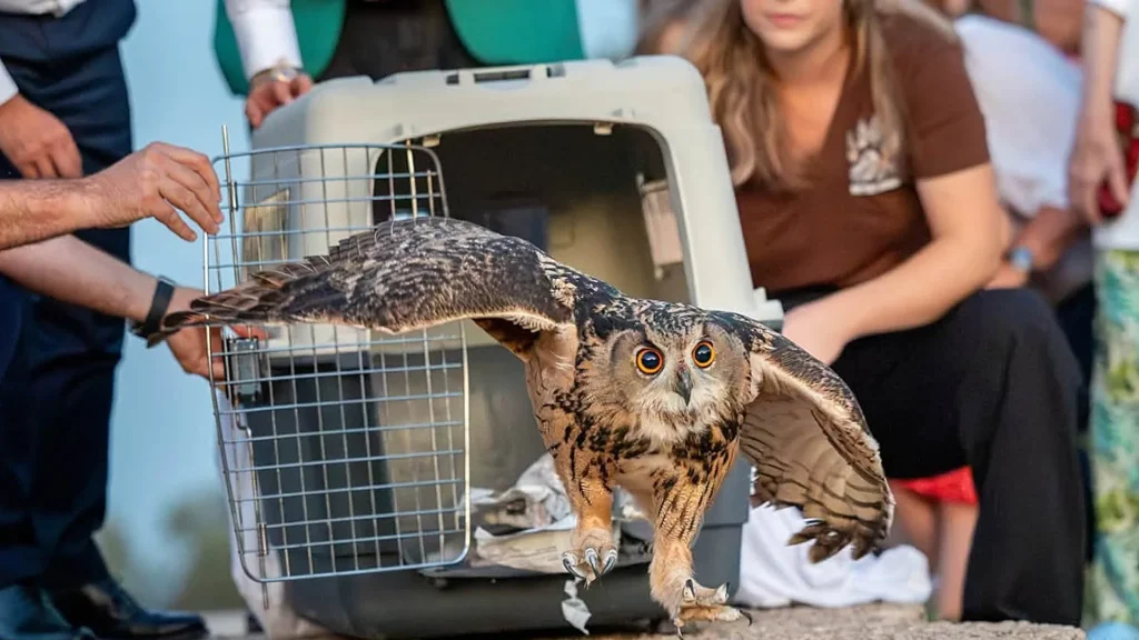 Nice : sauvé de la noyade, le hibou grand-duc est reparti du fort du Mont Alban