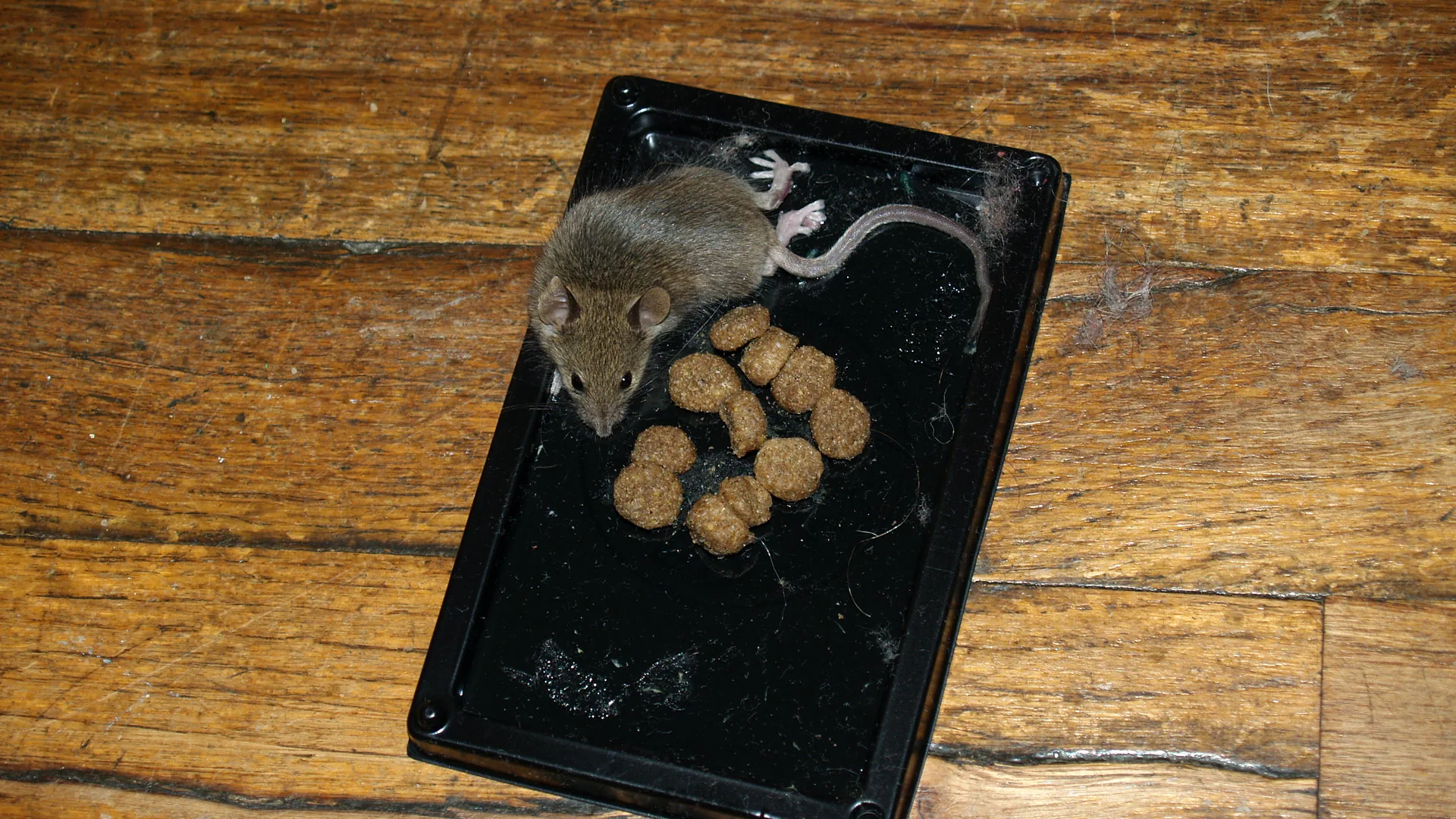 Souris prise dans un piege a colle