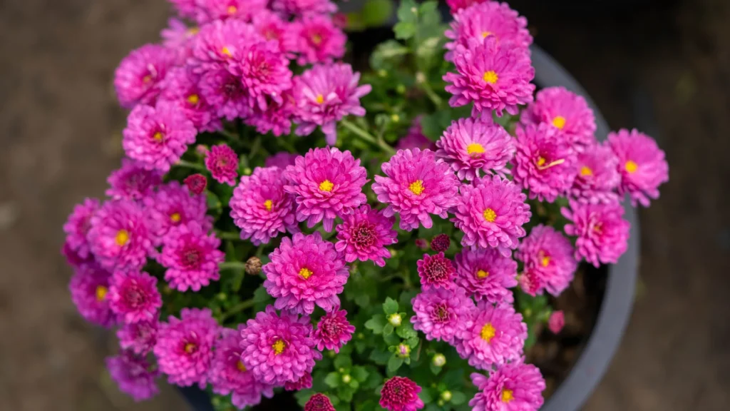 Carros : candidatez avant le 16 octobre pour un stand de fleurs aux cimetières à la Toussaint