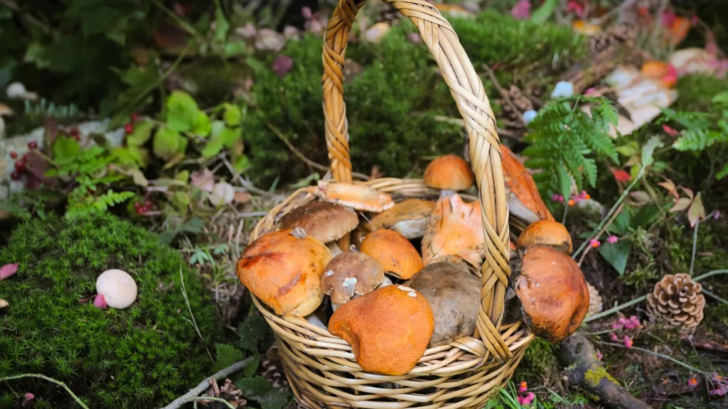Tourrette-Levens : 56ème salon des champignons