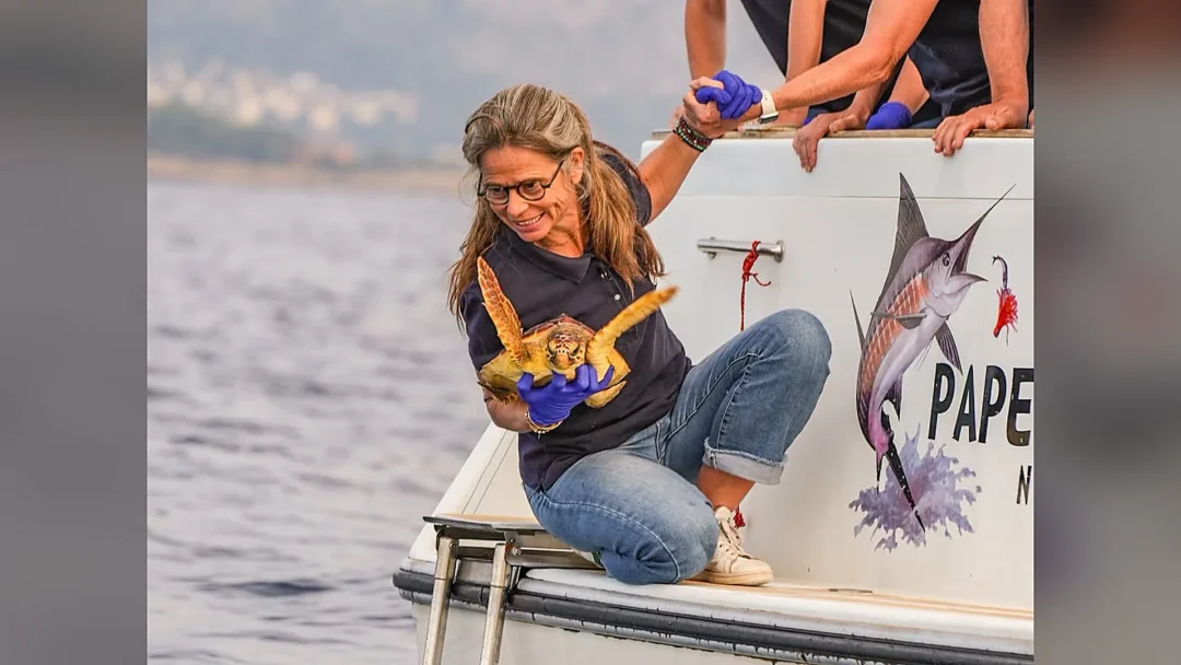 À Beaulieu-sur-Mer, Lucie la tortue échappe au pire et retrouve la Méditerranée