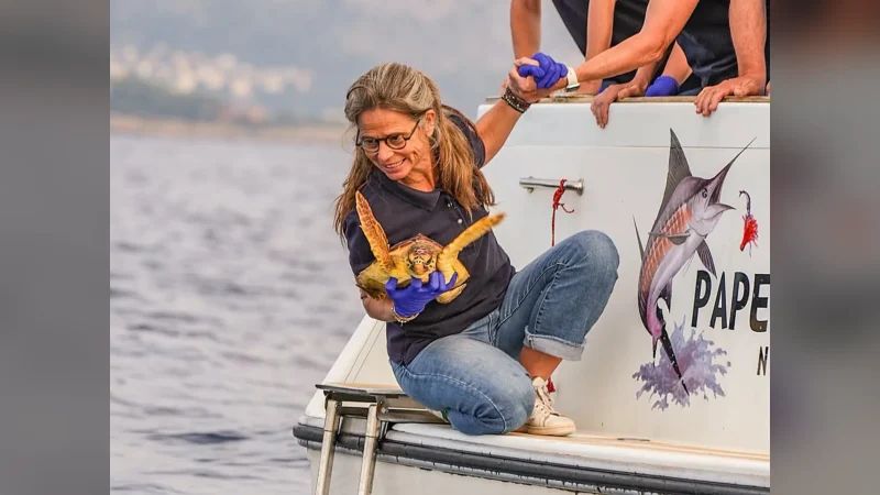 À Beaulieu-sur-Mer, Lucie la tortue échappe au pire et retrouve la Méditerranée